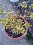 IMG_20180325_191435.jpg