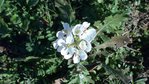 DIPLOTAXIS ERUCOÏDES fausse roquette.JPG