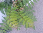 DSC00051.JPG