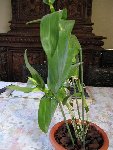 IMG_0274.JPG