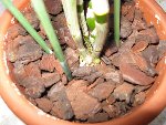 IMG_0276.JPG