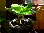 Il est trop chou ! Tout petit et pourtant beaucoup de feuilles. Il est dans un pot assez haut, ses racines plongent au fond et sont en contact avec les billes d'argiles sur 3-4cm. Un peu comme dans son biotop. Les prochains rempotages, je tiendrai compte de ça : 4 ou 5 cm de billes d'argile au fond. Le fond n'est pas percé contrairement aux autres. Je dois donc faire attention à l'eau, mais en contrepartie, c'est très humide en bas, comme chez eux.