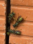 Insectes  2.JPG