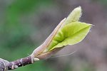 Les feuilles se déploient, C'est la fin de la période de floraison