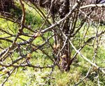 arbre 3.jpg