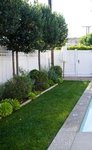 petit-jardin-piscine-arrière-cour-Laurus-nobilis-Laurier.jpg