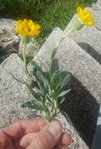 fiore giallo.jpg