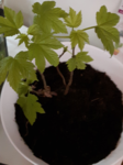 20180404_213238.png