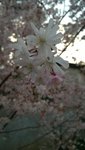 Fiori pica.jpg