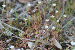 sedum fleur 0229.jpg