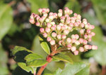 Viburnum tinus 218.jpg