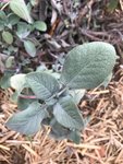 Plante 6