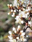 Prunus spin.0196.JPG