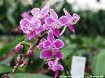 phal equestris.jpg