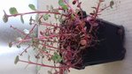20180406_101128 (640x360).jpg