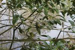 _copie-0_fleurs avril 2018 bis 012.jpg