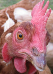 Oeil-poule.jpg