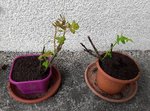 Photos des Rosiers