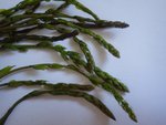 asperges sauvages.jpg