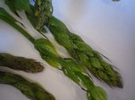 asperges sauvages2.jpg