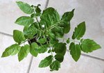 Pb gardener delight 4.JPG