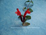 Fleur rouge b 001.JPG
