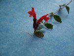 Fleur rouge b 002.JPG