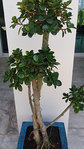 20180412_095147 plante.jpg