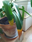 clivia.jpg