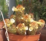 Cactus fleurs blanches.jpg