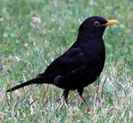 1200px-Turdus_Merula_in_Saint_Sernin_Croped[1].jpg