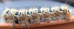 chenille4.jpg