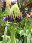 Fleur