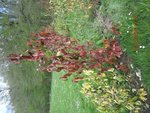 IMG_1559.jpg