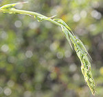 Smilax aspera-278.JPG