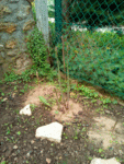 les asperges