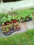Les plants ont grandi