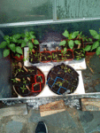 IMG_20180415_133001.gif