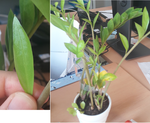 plante-verte2.png