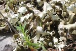 Cladonia foliacea-252.JPG