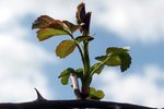 rosa canina-0271.JPG