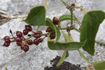 S. aspera fruits-275.JPG