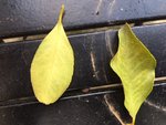IMG_5075.JPG