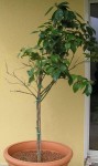 déséquilibre de la plante