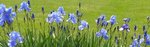 iris 1.jpg