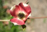 Cornus florida rubra.JPG