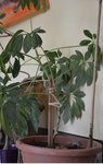 schefflera.jpg