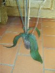 Orchidée 001 modif.JPG