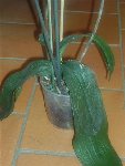 Orchidée 002 modif.JPG