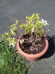 IMG_20180421_151355.jpg